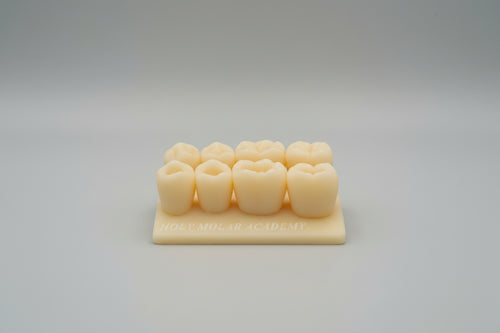 Class I – Mandibular Posterior (Occlusal) Model ( 5 pcs )