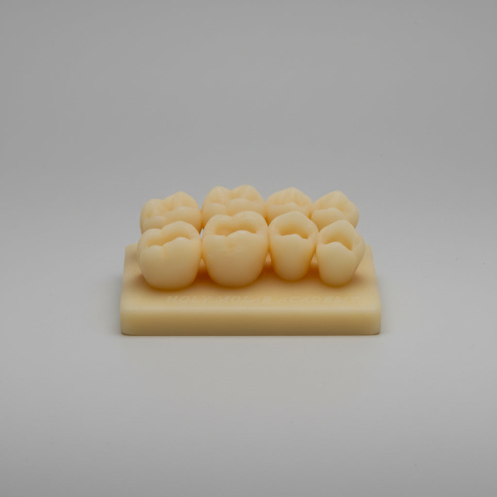 Class I – Maxillary Posterior Occlusal Model ( 5pcs )