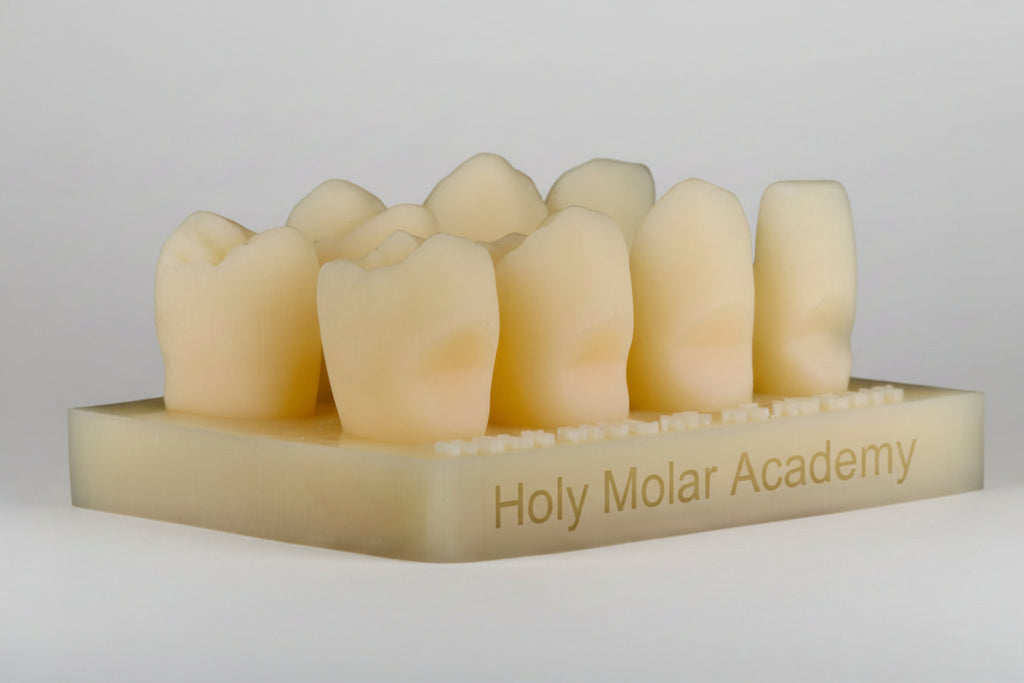 Class V Defect Model Teeth (5pcs)