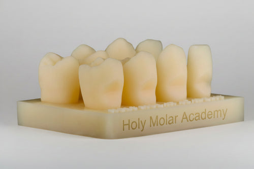 Class V Defect Model Teeth (5pcs)