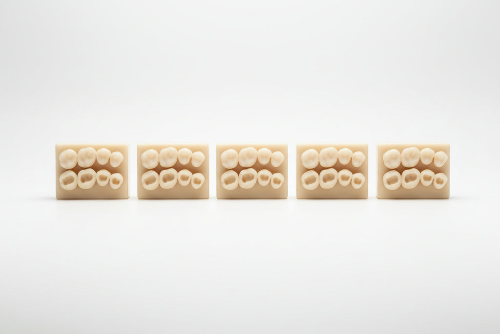 Class I – Maxillary Posterior Occlusal Model ( 5pcs )