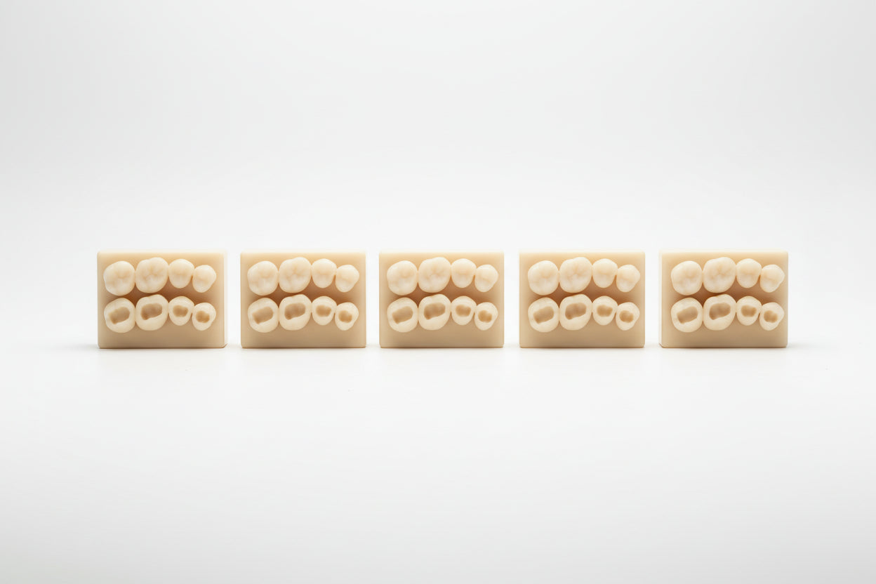 Class I – Maxillary Posterior Occlusal Model ( 5pcs )
