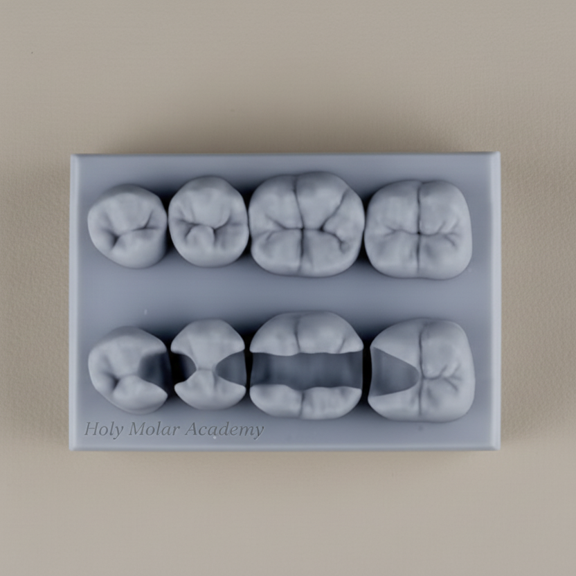 Class II - Mandibular Posterior Model ( 5 pcs )